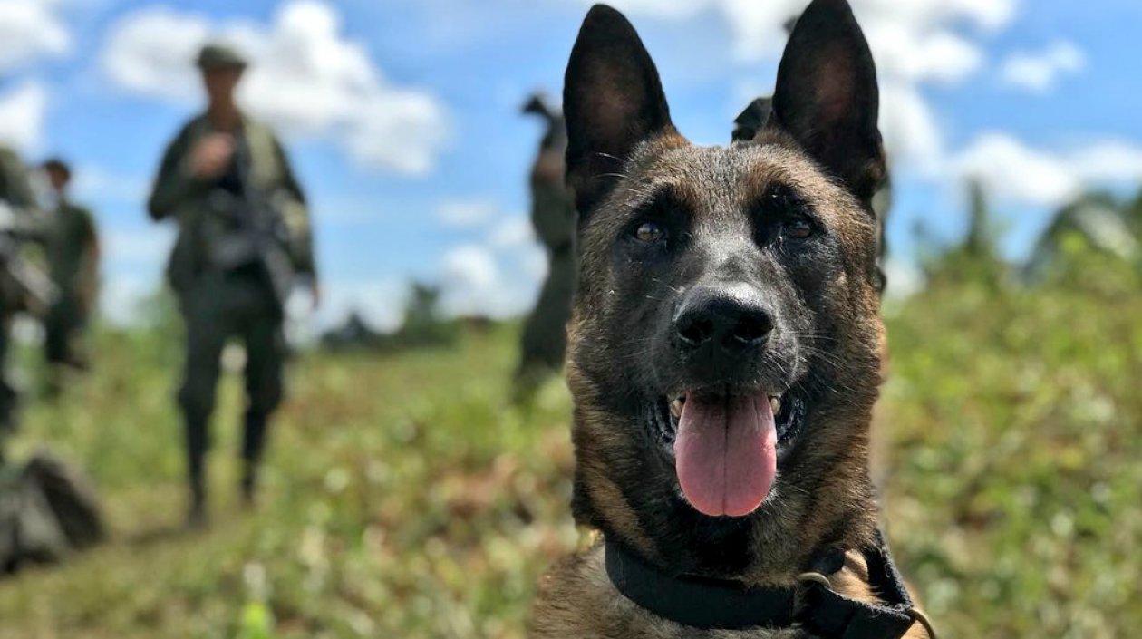 Killer era un can experto en detectar antiexplosivos.