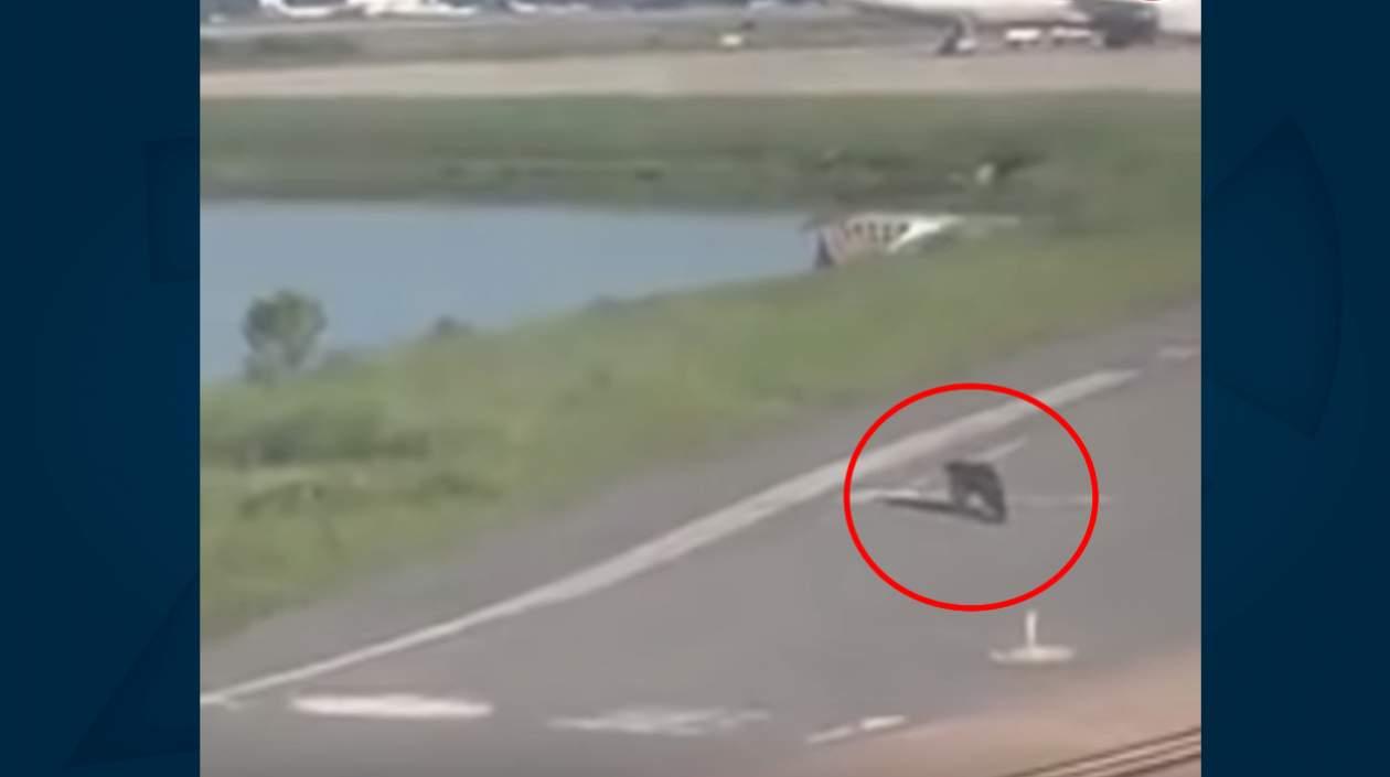 Momentos en que el caimán caminaba por la pista del aeropuerto.