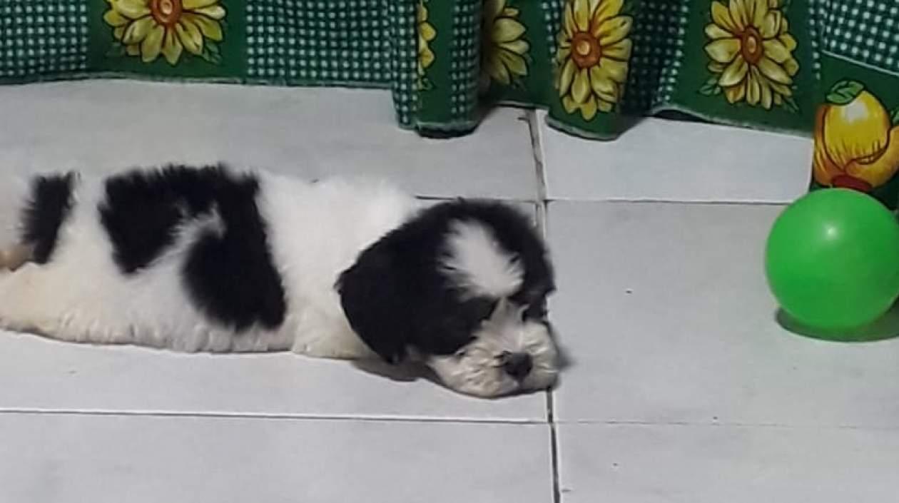 'Bolt', perrito extraviado.