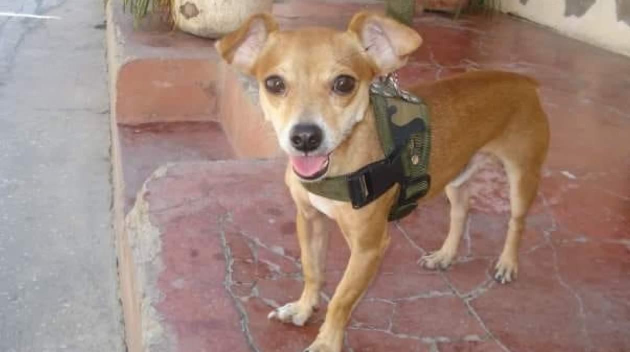 'Cochi' perrito extraviado.