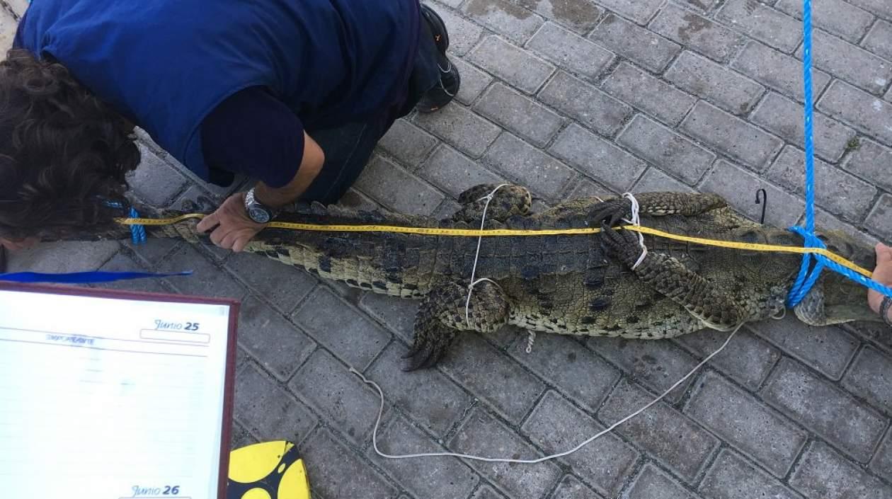 EL cocodrilo americano de 2 metros fue hallado en las playas del sector Tom Hooker .