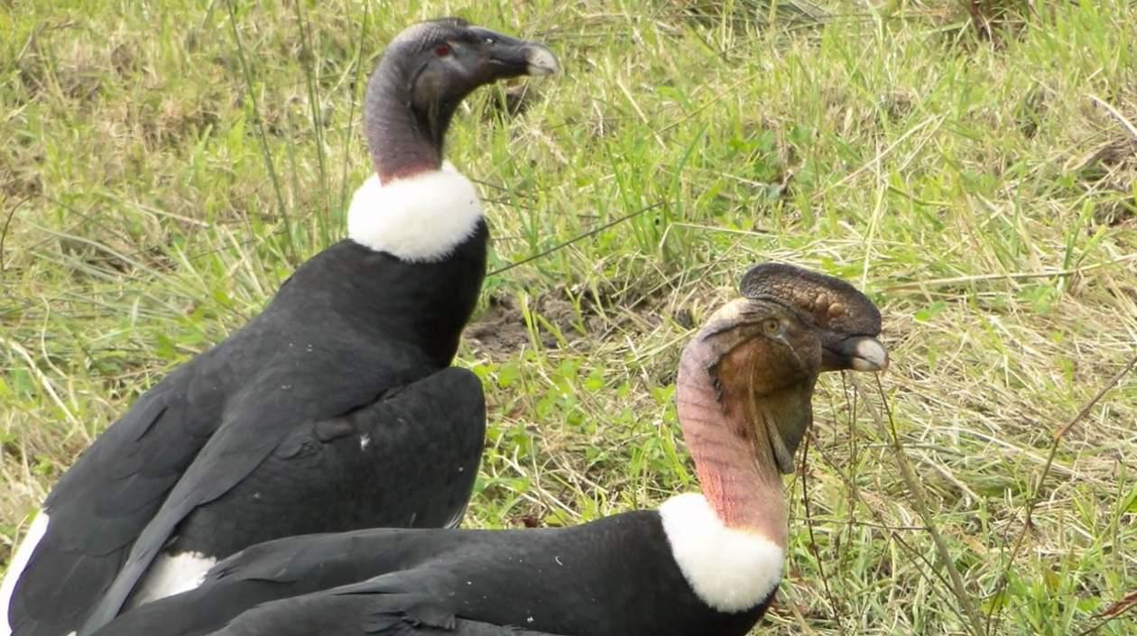 Cóndores como estos fueron los muertos por plaguicidas.