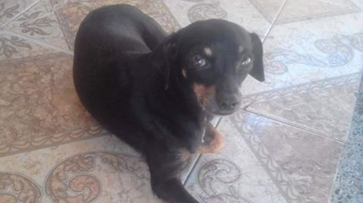 'Ruky' perrito perdido.