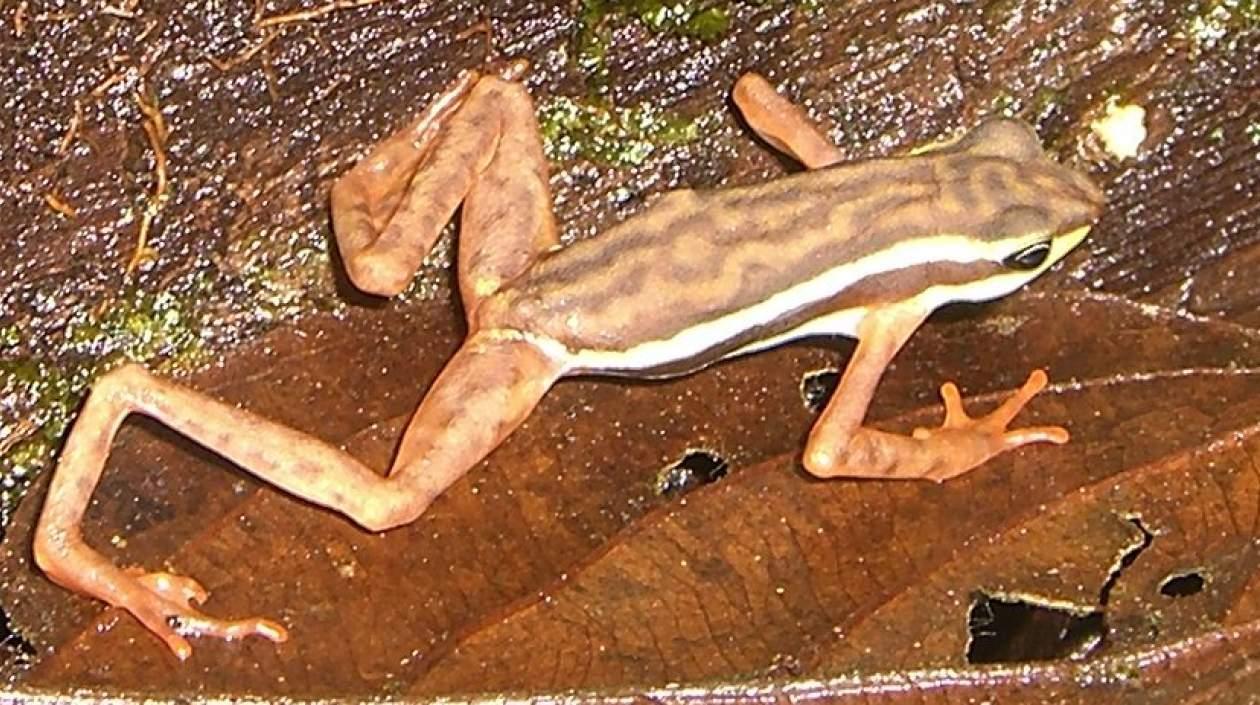 El jambato negro (Atelopus ignescens).
