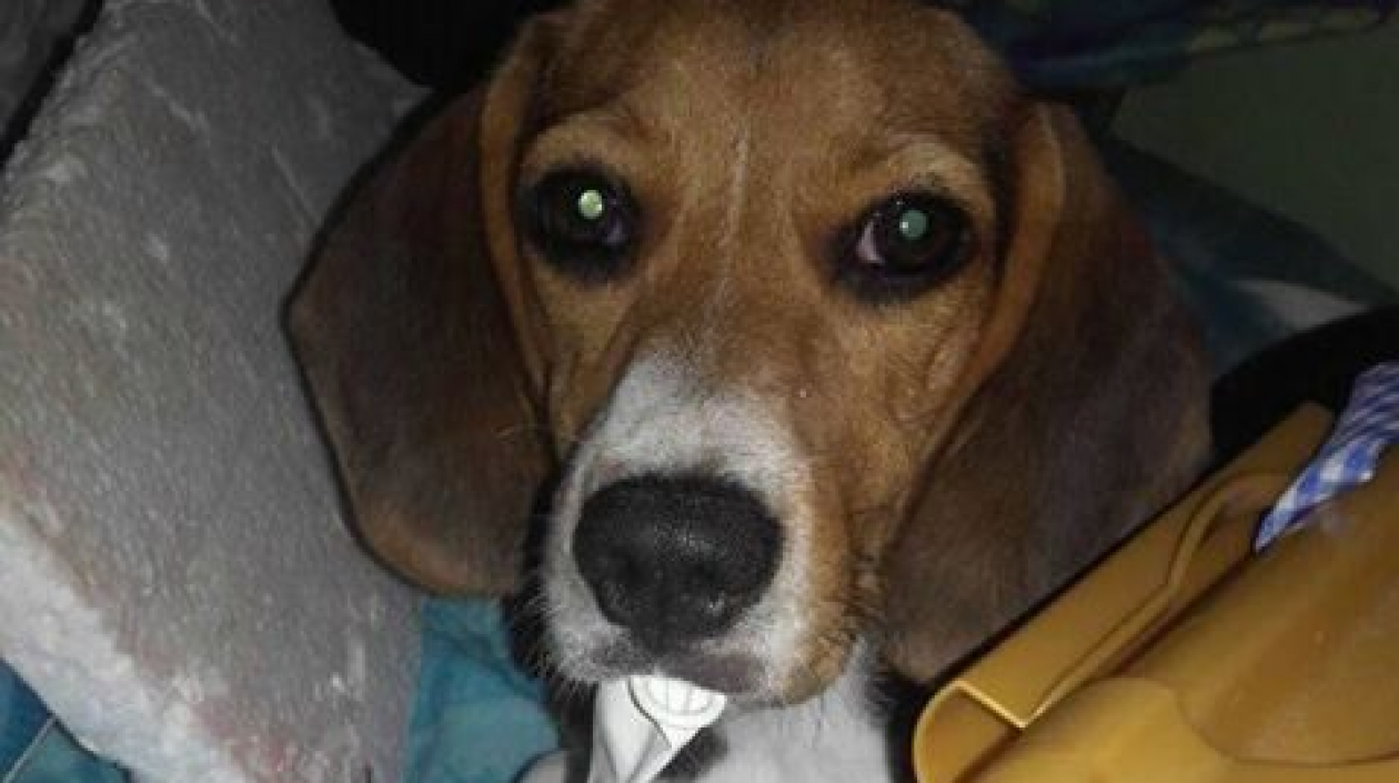 'Peggy' perra perdida.