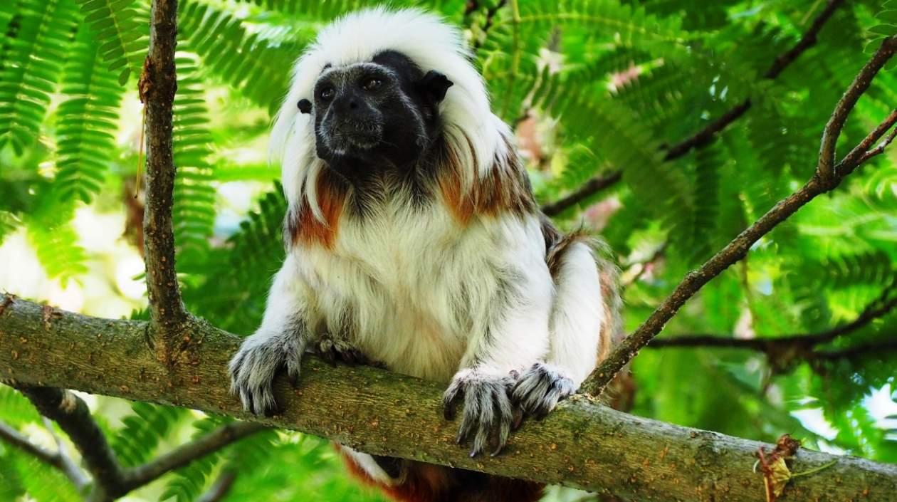 Mono tití cabeciblanco.