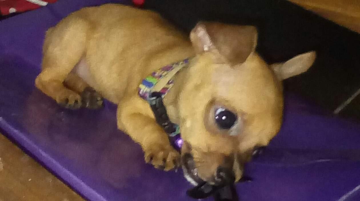 'Rufus' mascota perdida.