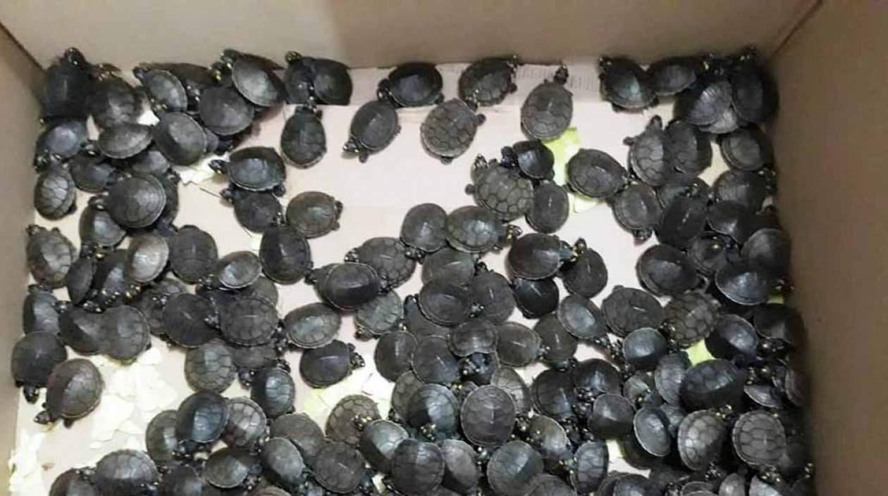 Las tortugas taricayas son una variedad nativa de la Amazonía, clasificada como una especie vulnerable.