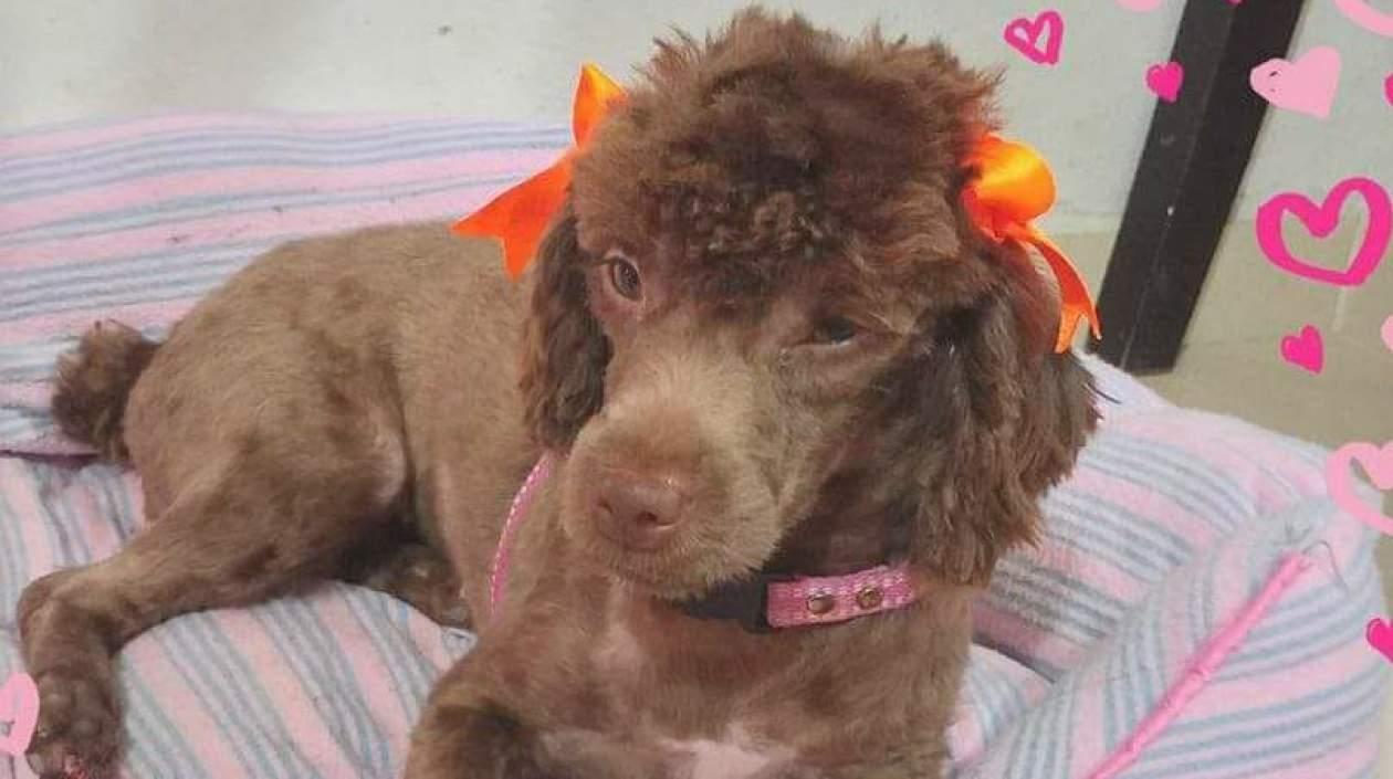 'Canela' perrita perdida.