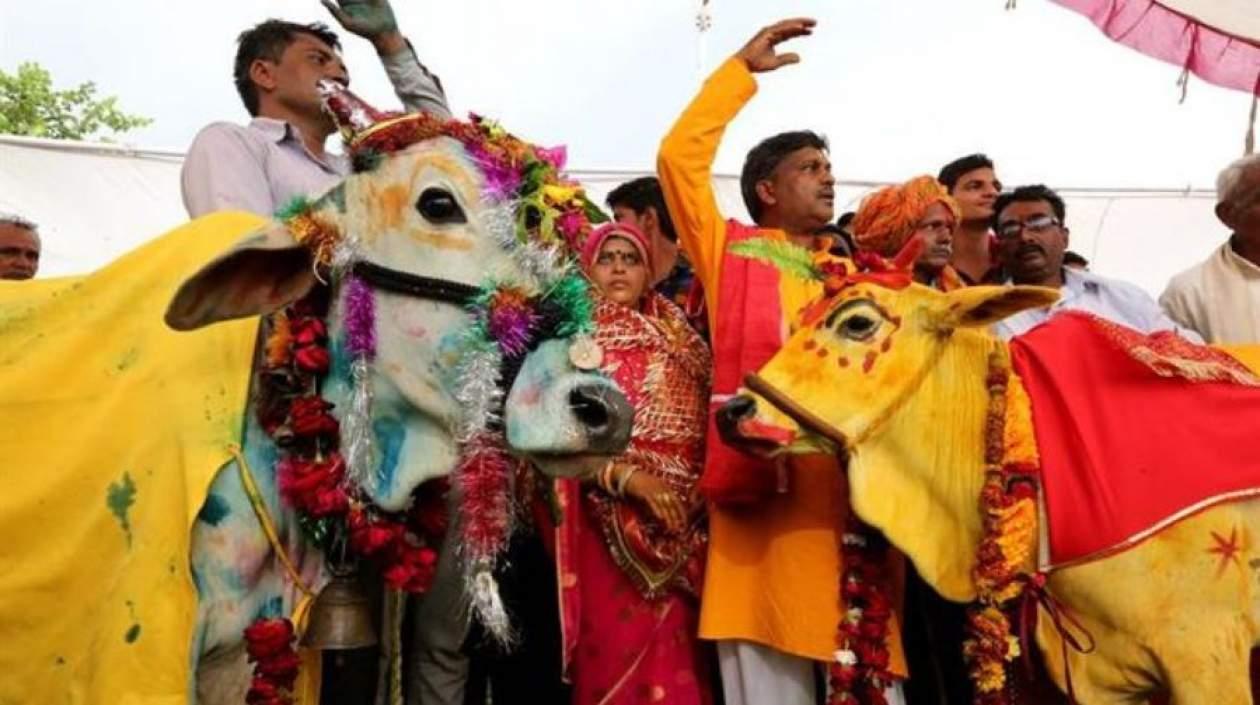 El toro Nandeshwar y la vaca Nandini se dieron el sí para que la sequía termine.