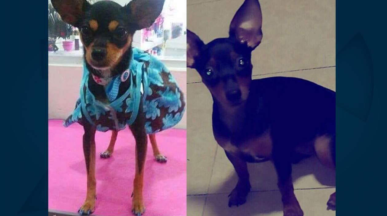 Las perritas 'Princesa' y 'Maya'.