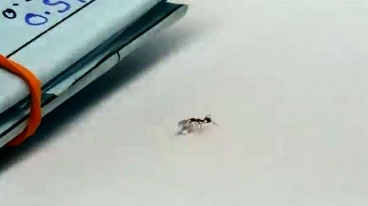 Hormiga al momento de tomar el diamante.