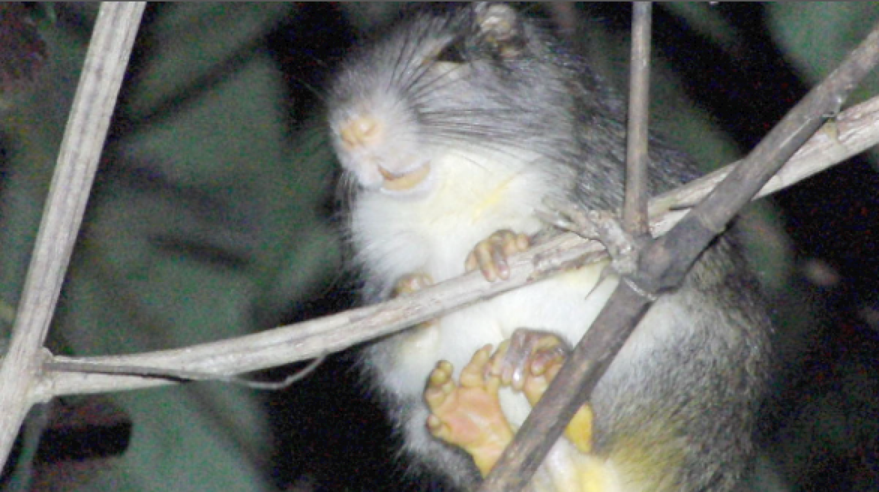 Dactylomis peruanus.