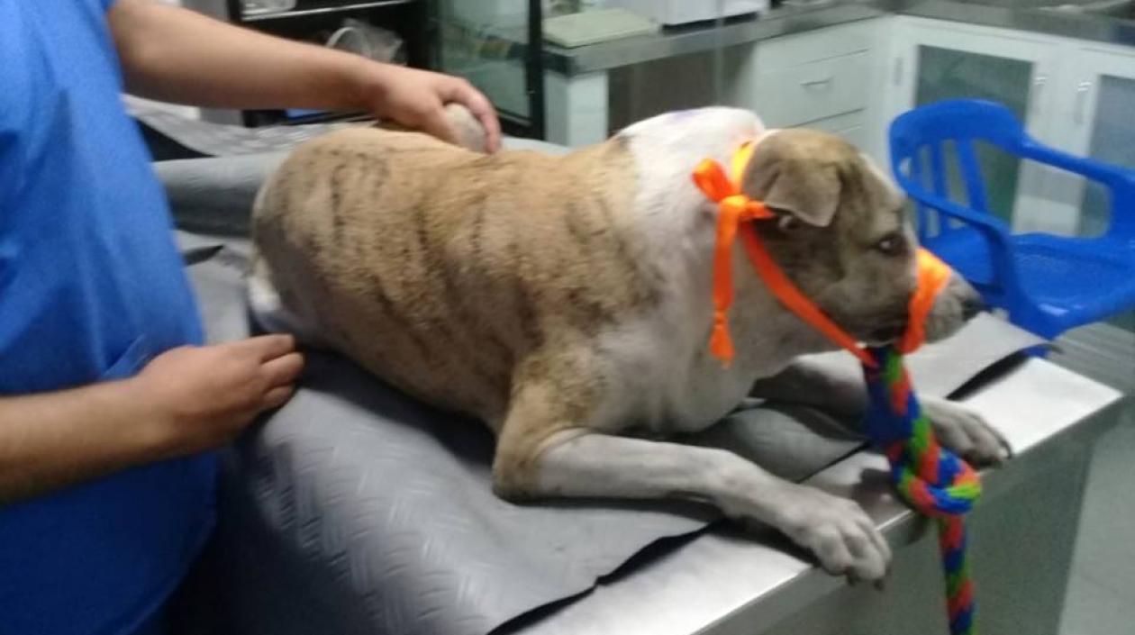 'Madonna' perrita apuñalada.