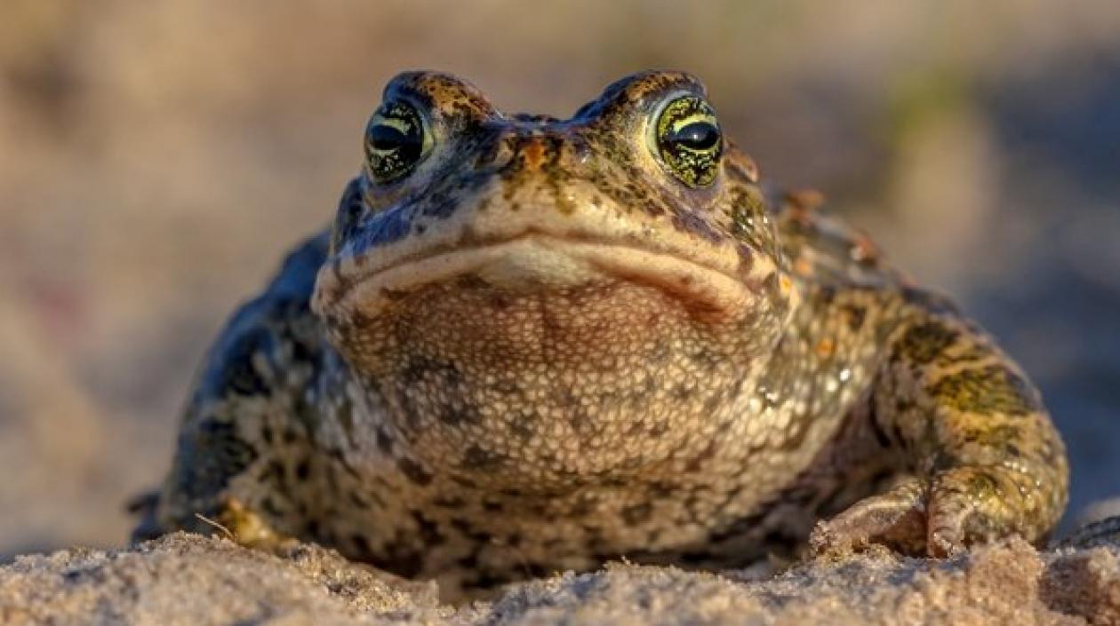 La investigación la siguieron los científicos del Instituto de Zoología de Kunming.