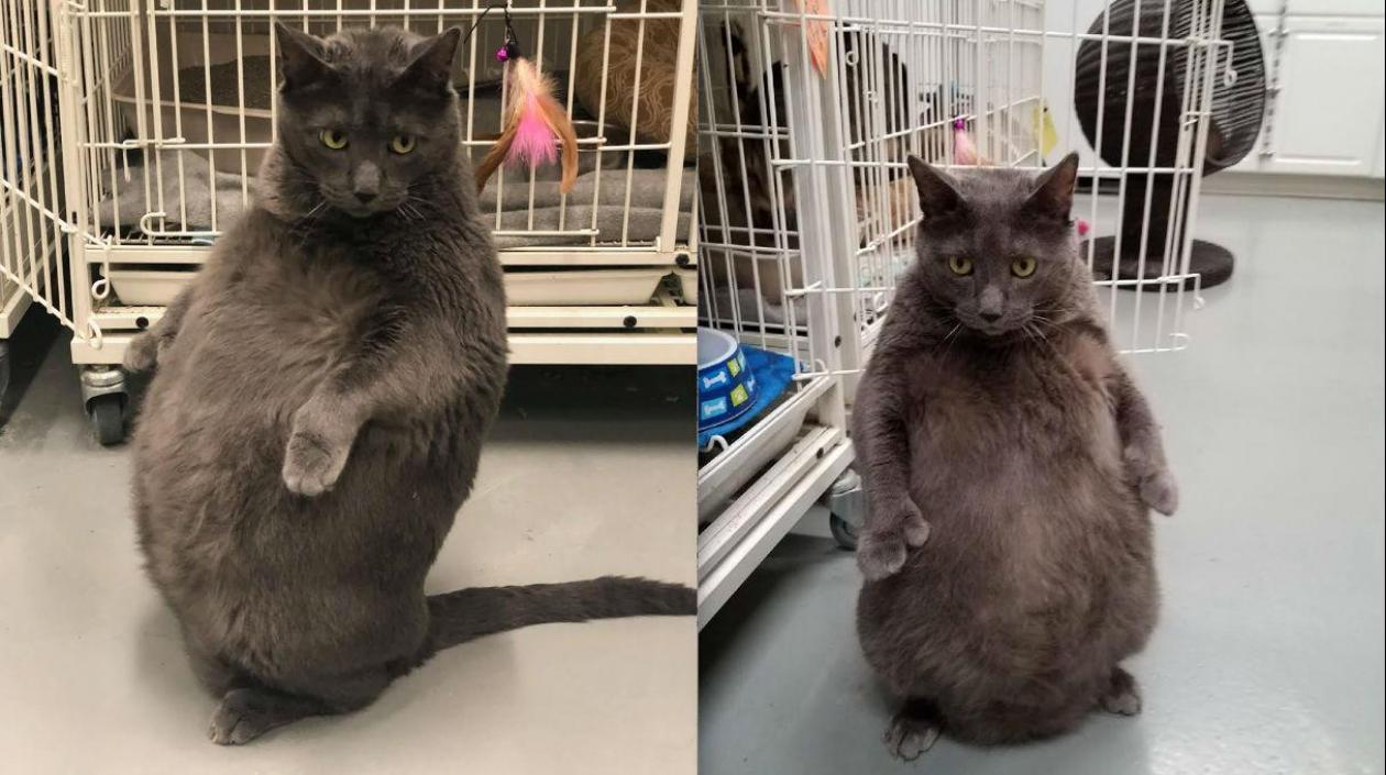 'Bruno' gato en adopción en Illinois, Estados Unidos.