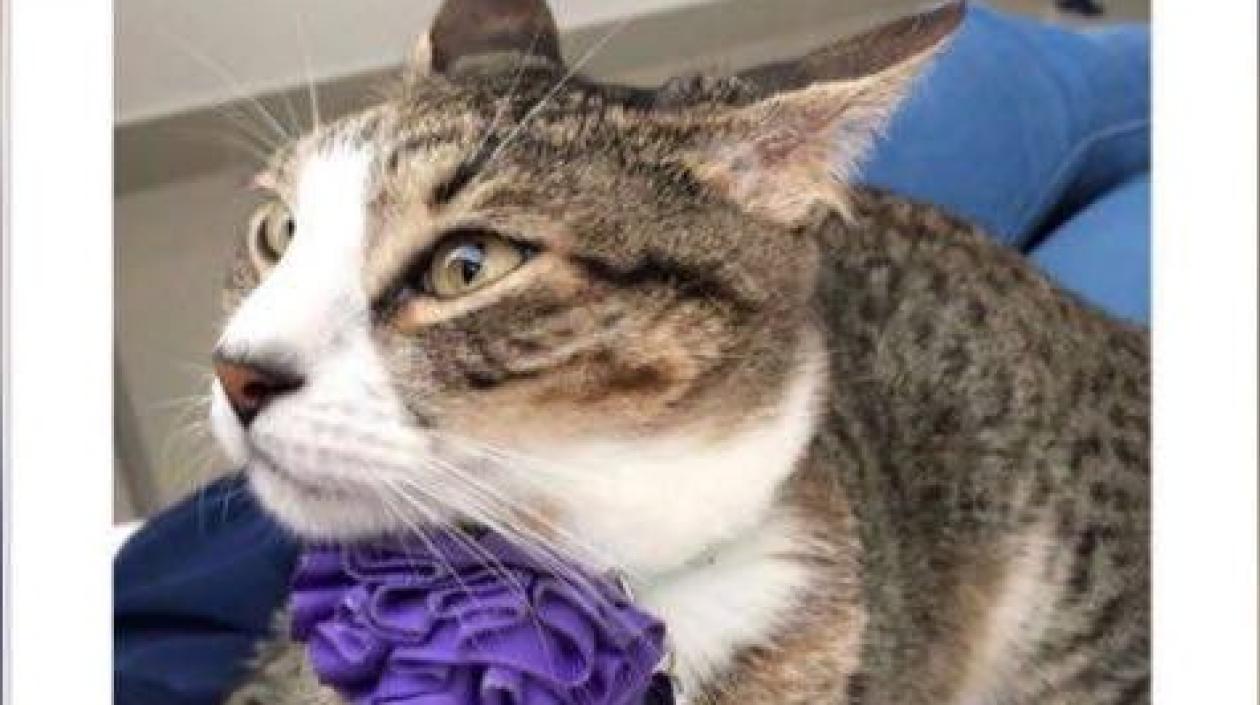 'Milu' gata perdida.