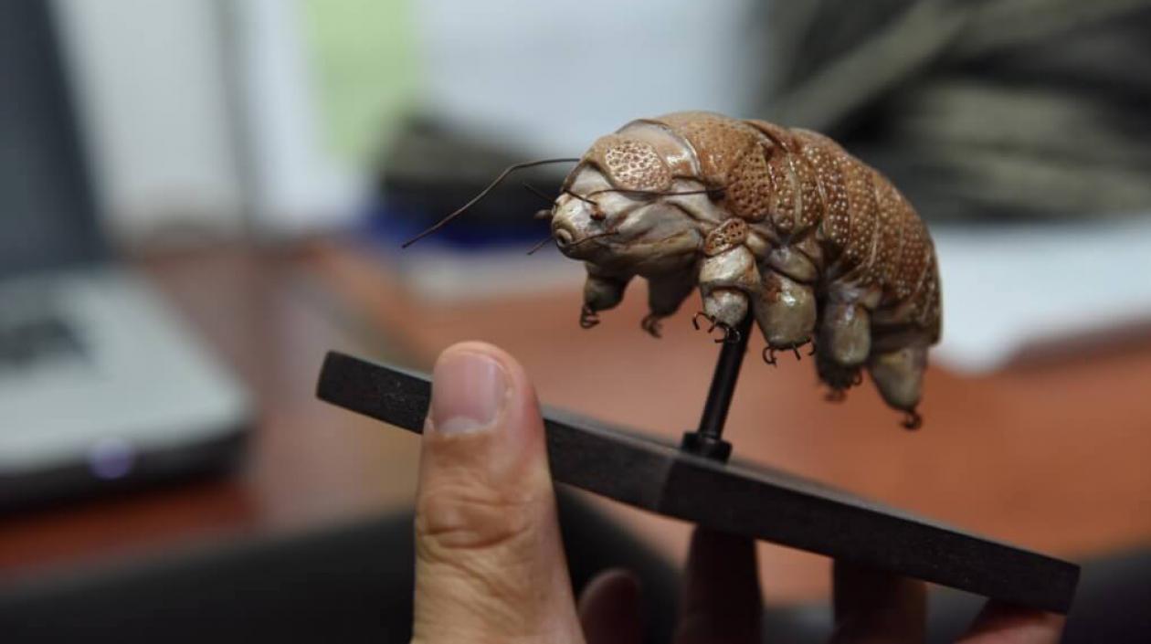 Un tardígrado o también llamado 'osito de agua'.