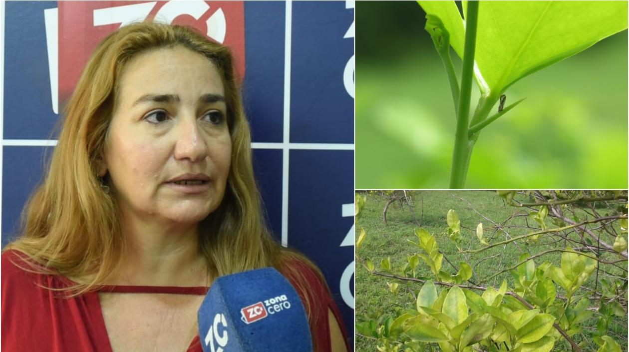 Lumey Pérez Artiles, experta cubana en HLB e investigadora Ph.D de  Agrosavia.