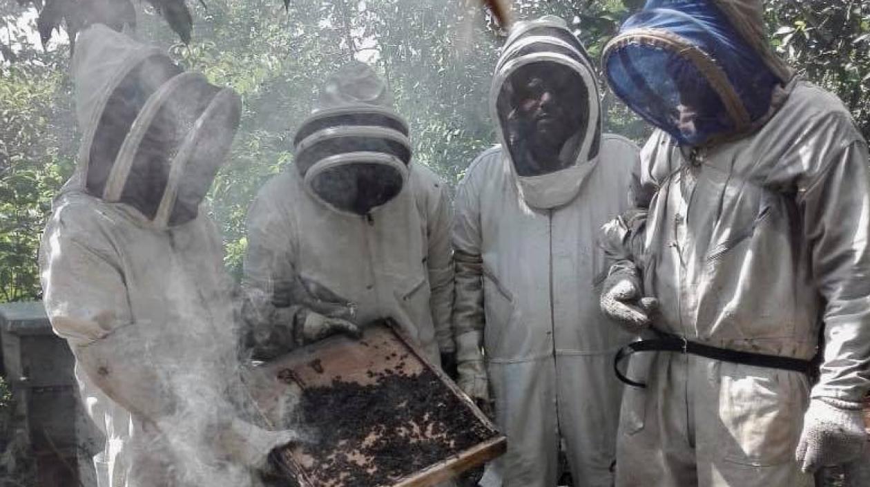 Apicultores con abejas muertas en Tierralta.