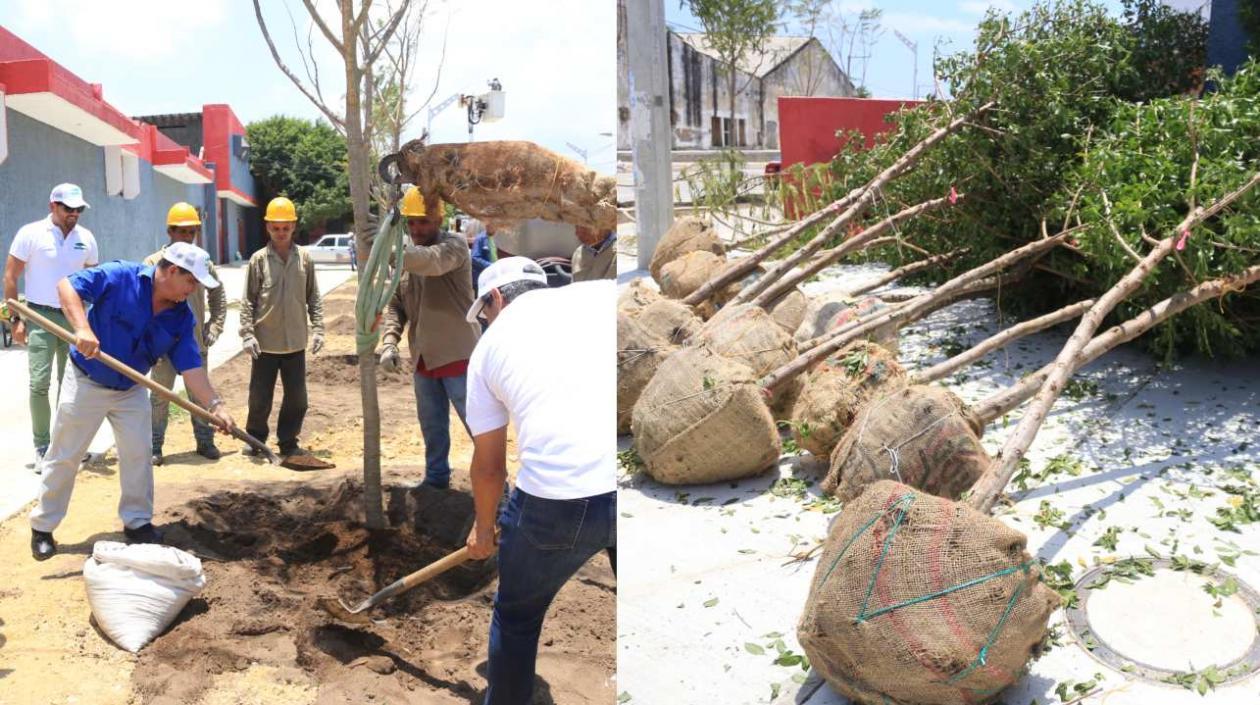 Fueron sembrados 74 árboles en los alrededores de la canalización del arroyo de la 21.