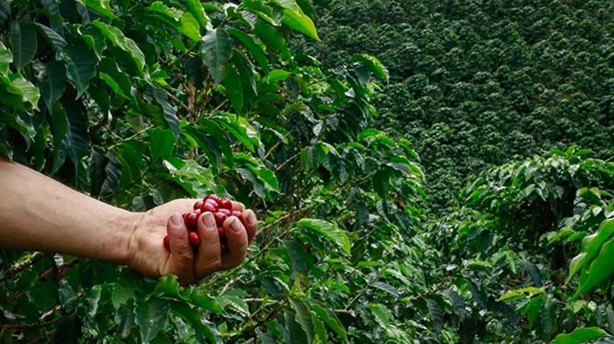 En Colombia, hay sembradas 903.951 hectáreas en café y más del 25% de la población rural del país es cafetera.