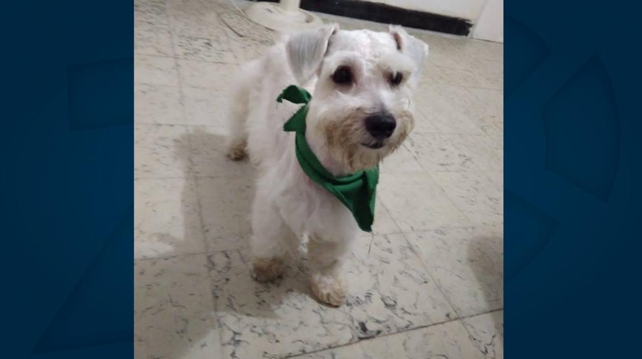 Max’, un cachorro schnauzer, extraviado.