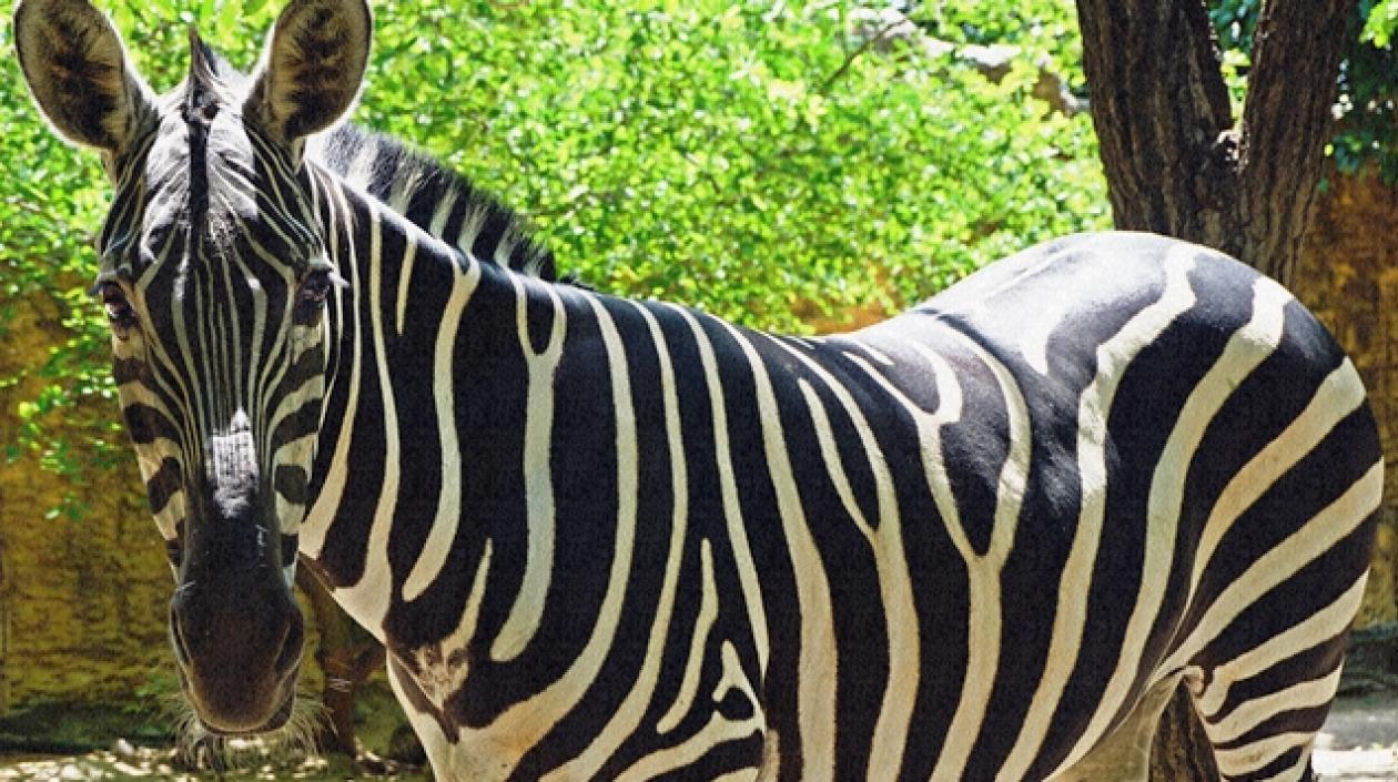 Archivo fotográfico Fundación Botánica y Zoológica de Barranquilla ref. Cebra