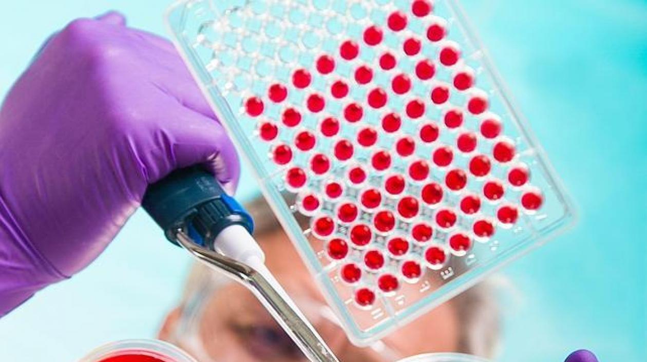 Los procesos que siguen los órganos están orquestados por un "reloj biológico".