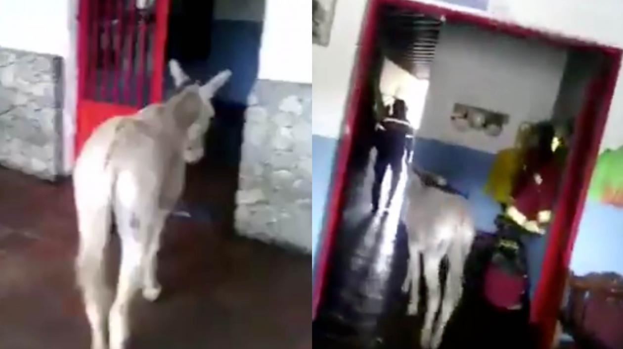 El burro entrando a la estación de bomberos en Mérida.