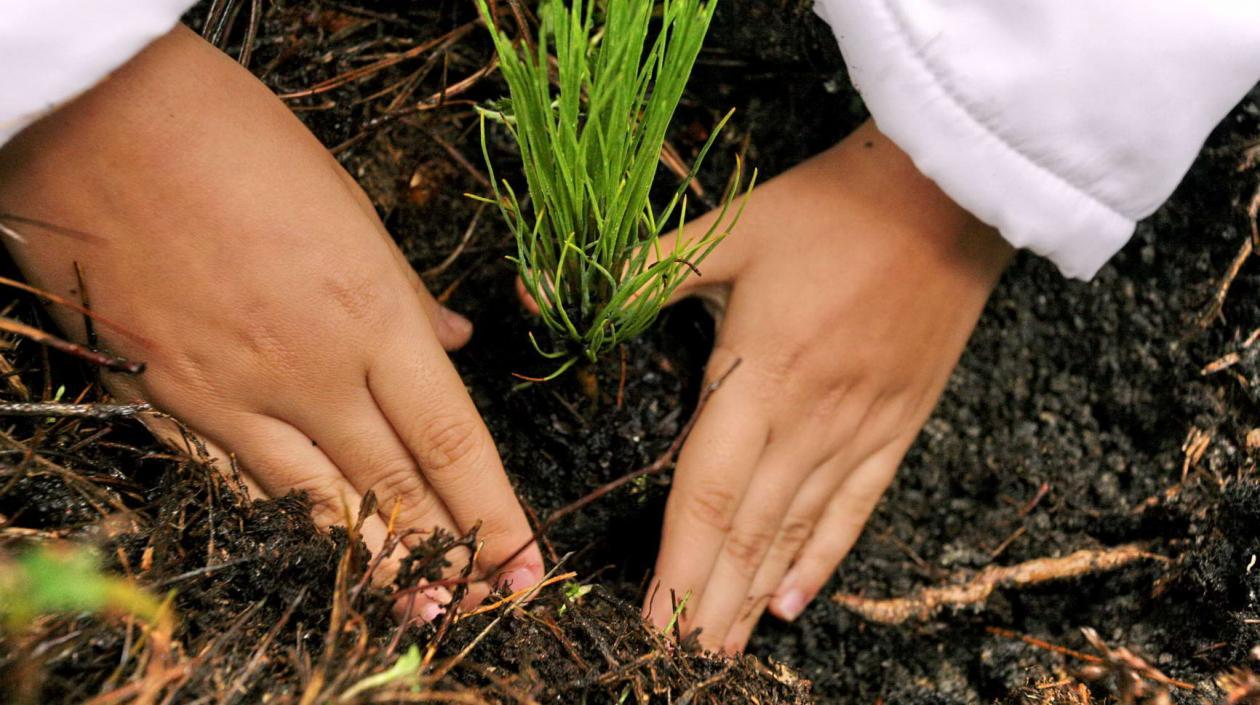 Investigan los contratos adjudicados por la CVS para la reforestación de las cuencas de los ríos Canalete y Alta del río Sinú.