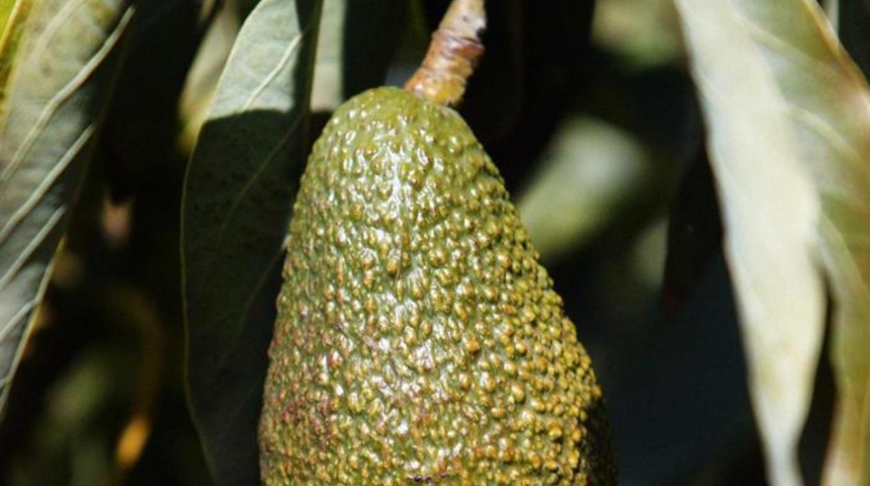 Colombia se consolidó en 2017 como un exportador importante de esta variedad de aguacate.