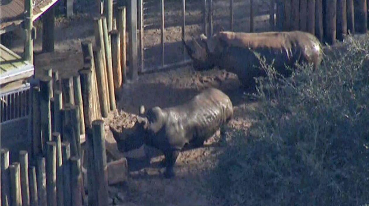 Este es el habitat del Zoo Brevard.