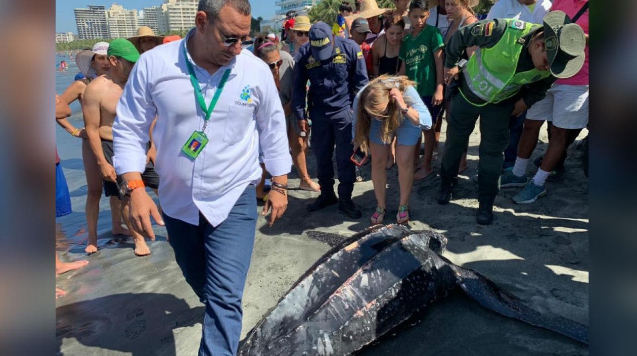 Tortuga muerta en playas de Bello Horizonte.