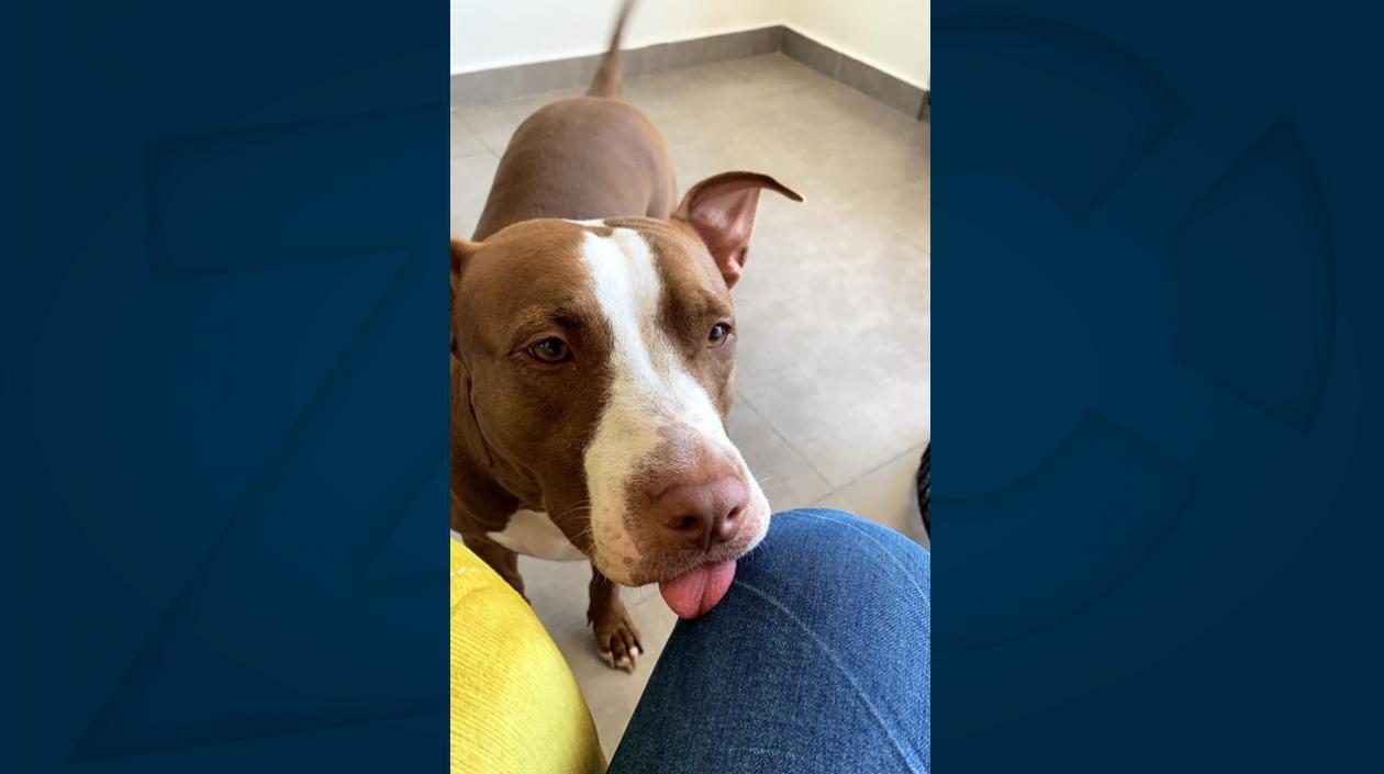 'Conchita' perrita perdida.