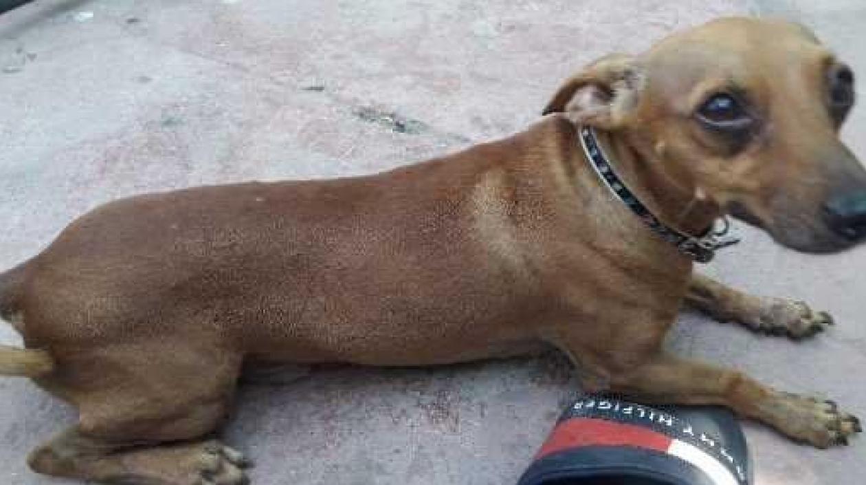 'Pinky' mascota perdida.