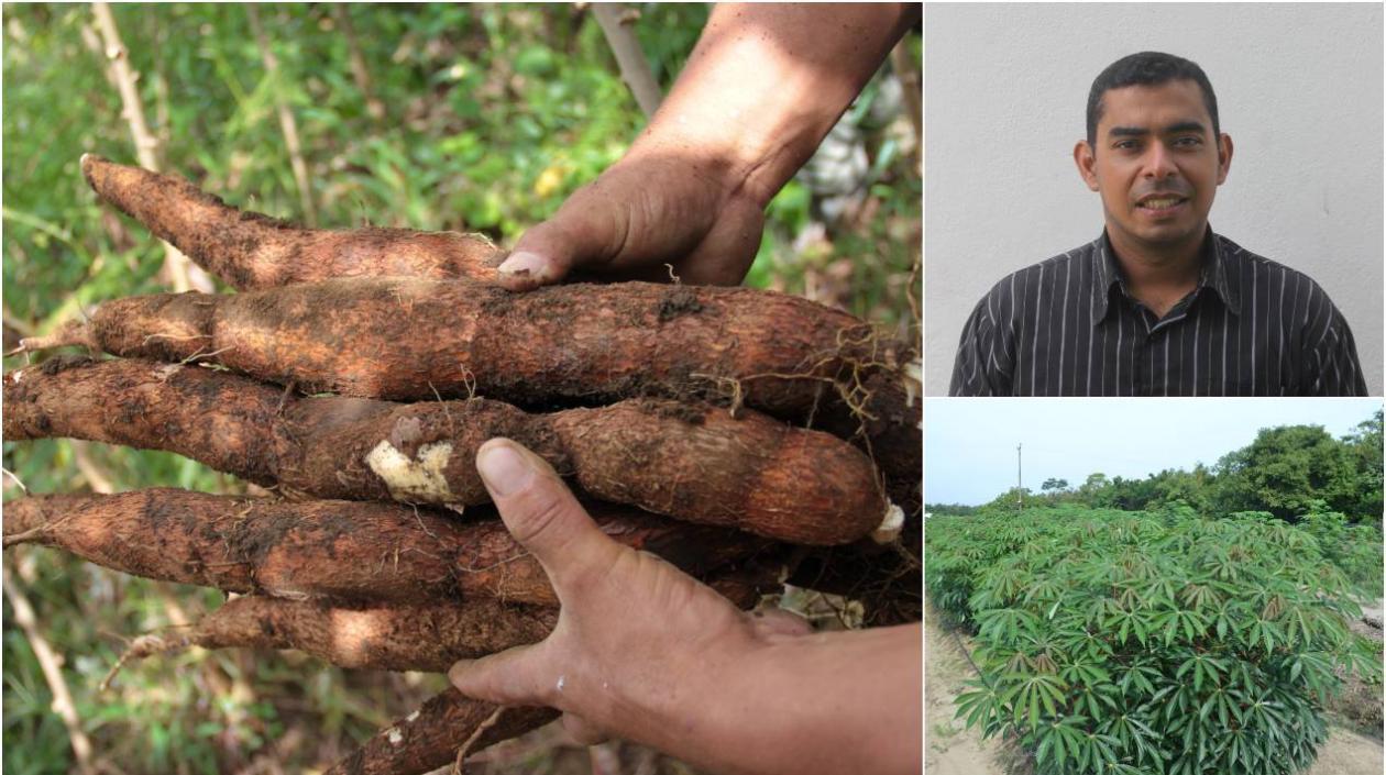 El investigador Rommel Igor León Pacheco, del Centro de Investigación Caribia de Agrosavia, habló de las variedades de yuca.