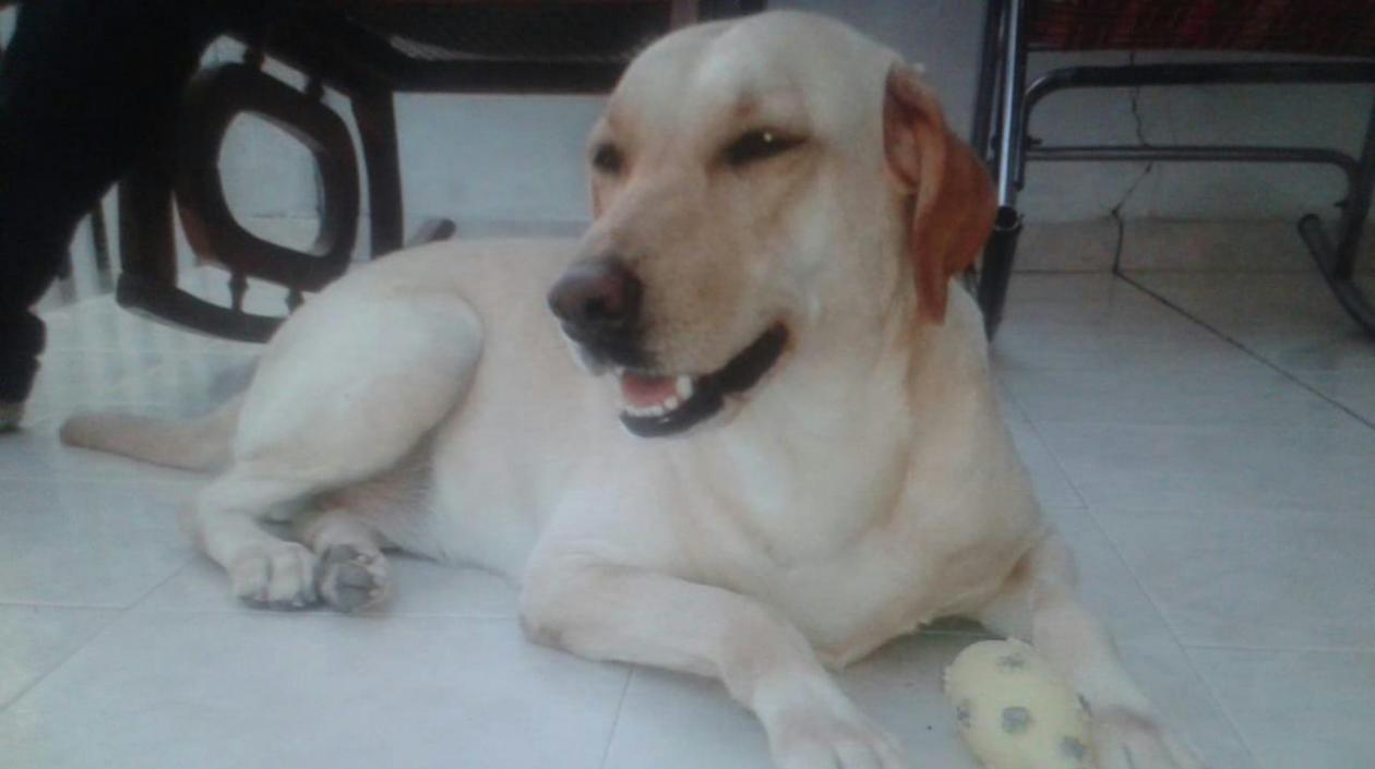 'Luna' perrita perdida.