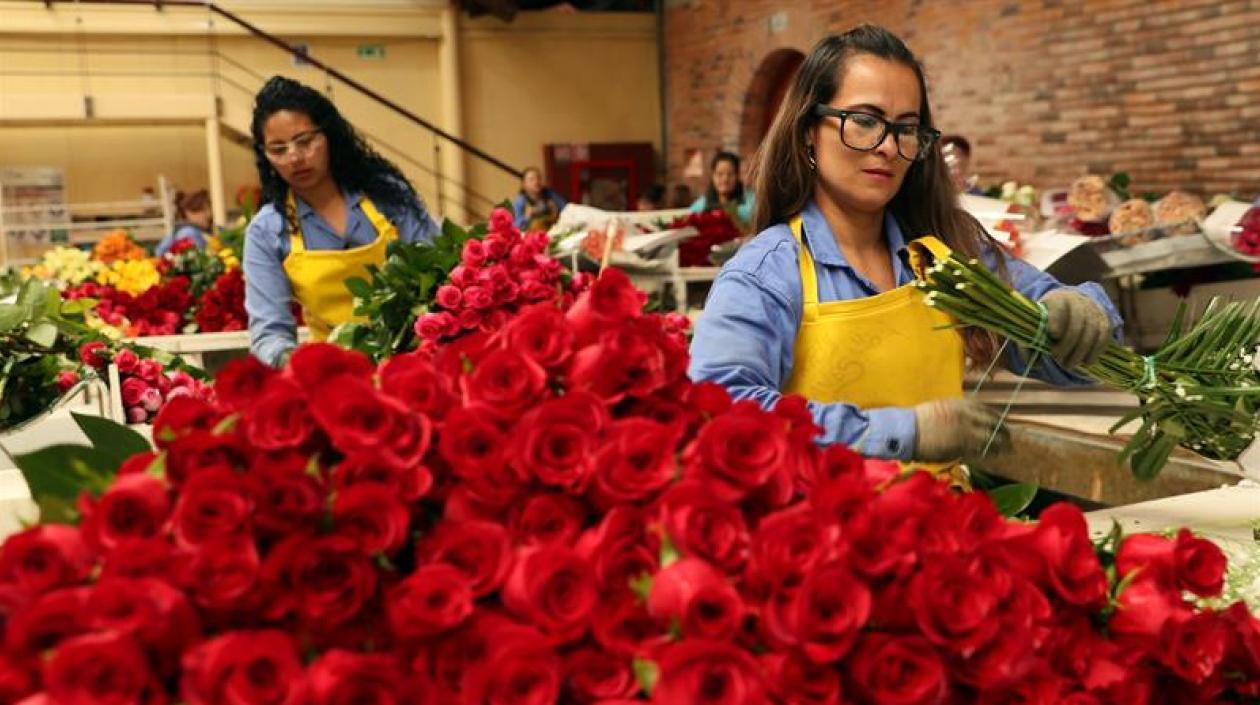  Las rosas y los bouquet colombianos tener una participación en el mercado estadounidense del 54 % y 86 %, respectivamente.