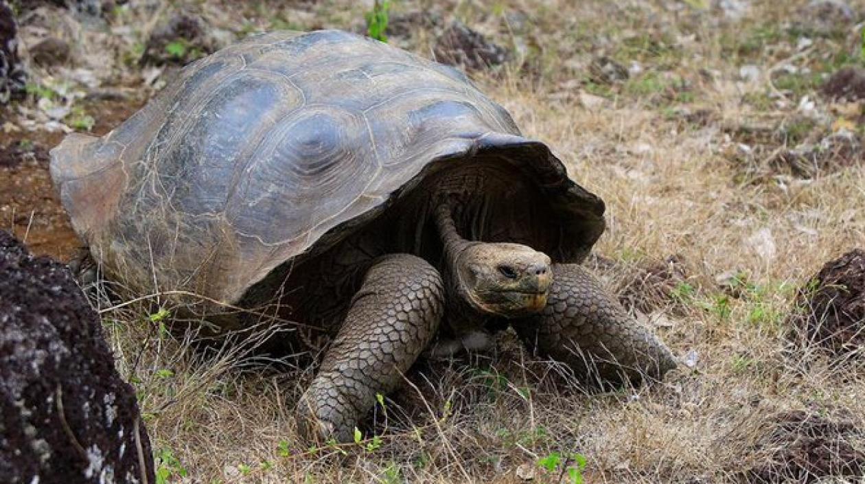 Se trata de tortugas de las especies Chelonoidis guntheri y Chelonoidis vicina.