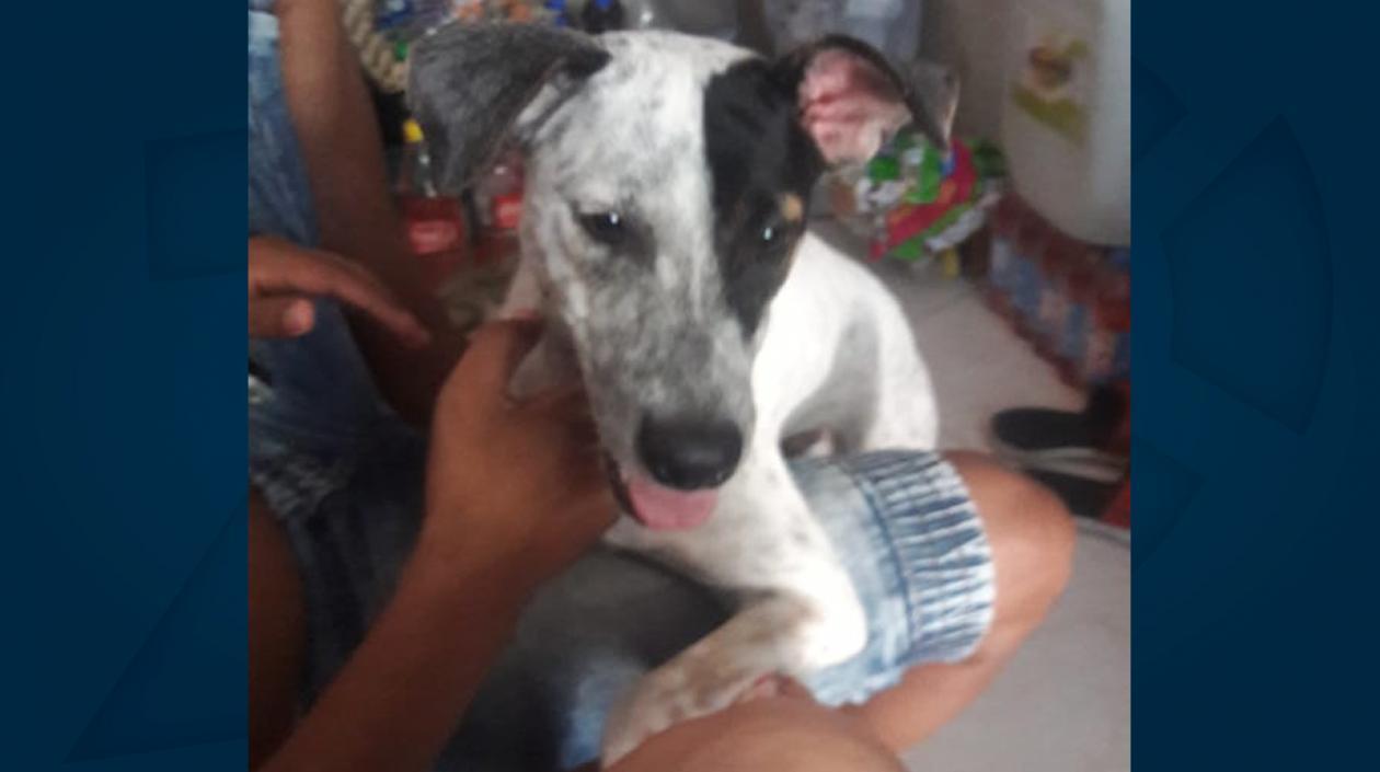 'Criminal' desapareció en El Bosque.