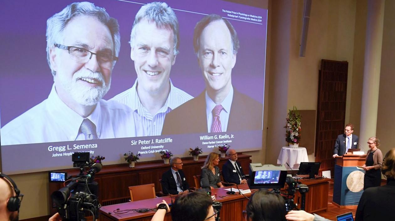 Gregg L. Semenza, Peter J. Ratcliffe, y William G. Kaelin
