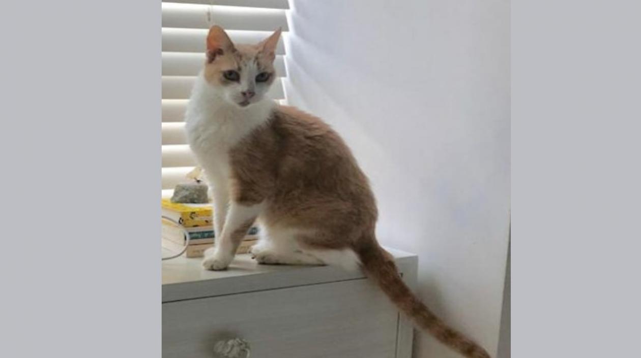 La gata Sofía se perdió en el sector del Alto Prado.