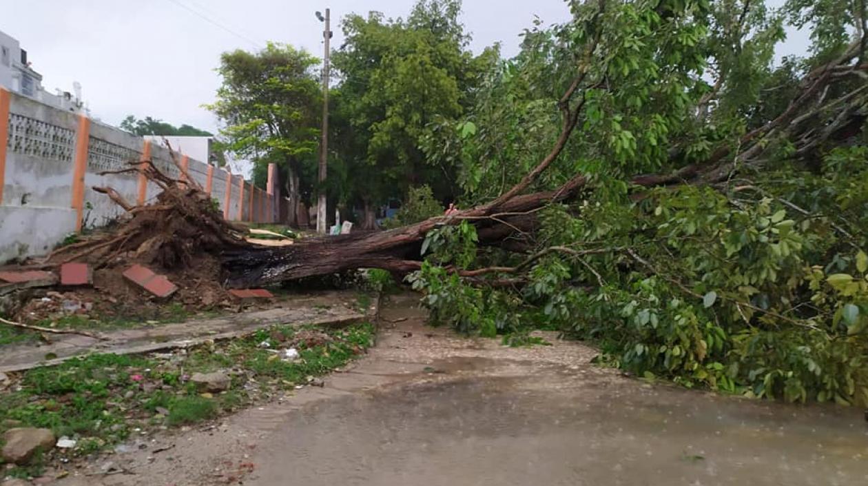 Árbol caído tras el vendaval en el municipio de Baranoa.