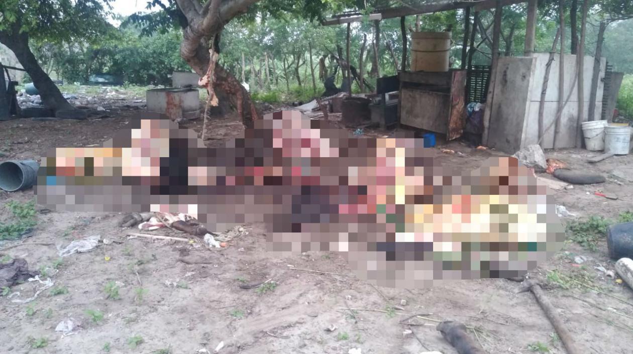 Así quedaron las vacas, tras delincuentes sacrificarlas y pelarlas.