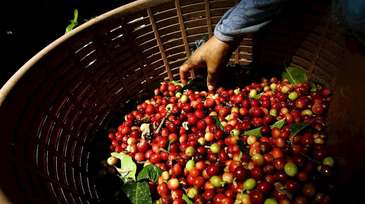 Espíritu de Paz es cultivado en el departamento del Cauca.