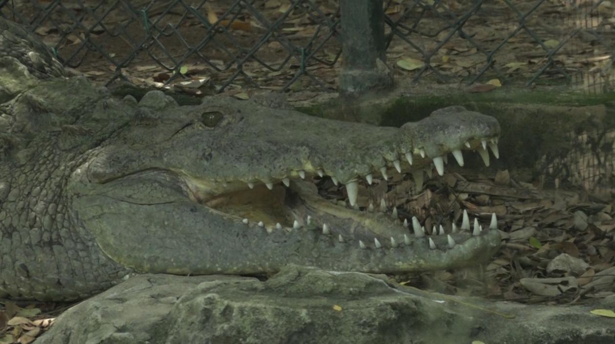 Caimán aguja, nuevo alcalde del Zoológico de Barranquilla.