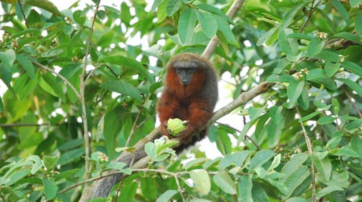 Plecturocebus caquetensis.