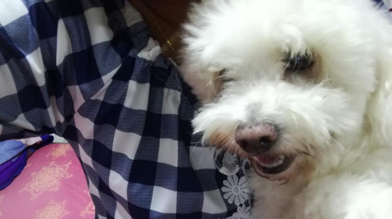 'Copito', perro extraviado.