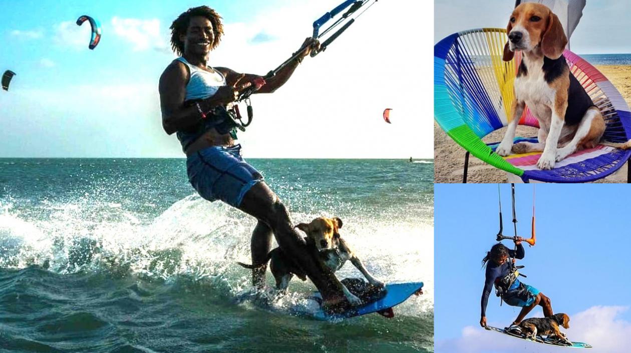 'Pequeñín', perro extraviado.